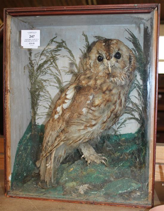 Taxidermic figure of a barn owl in a glazed cabinet